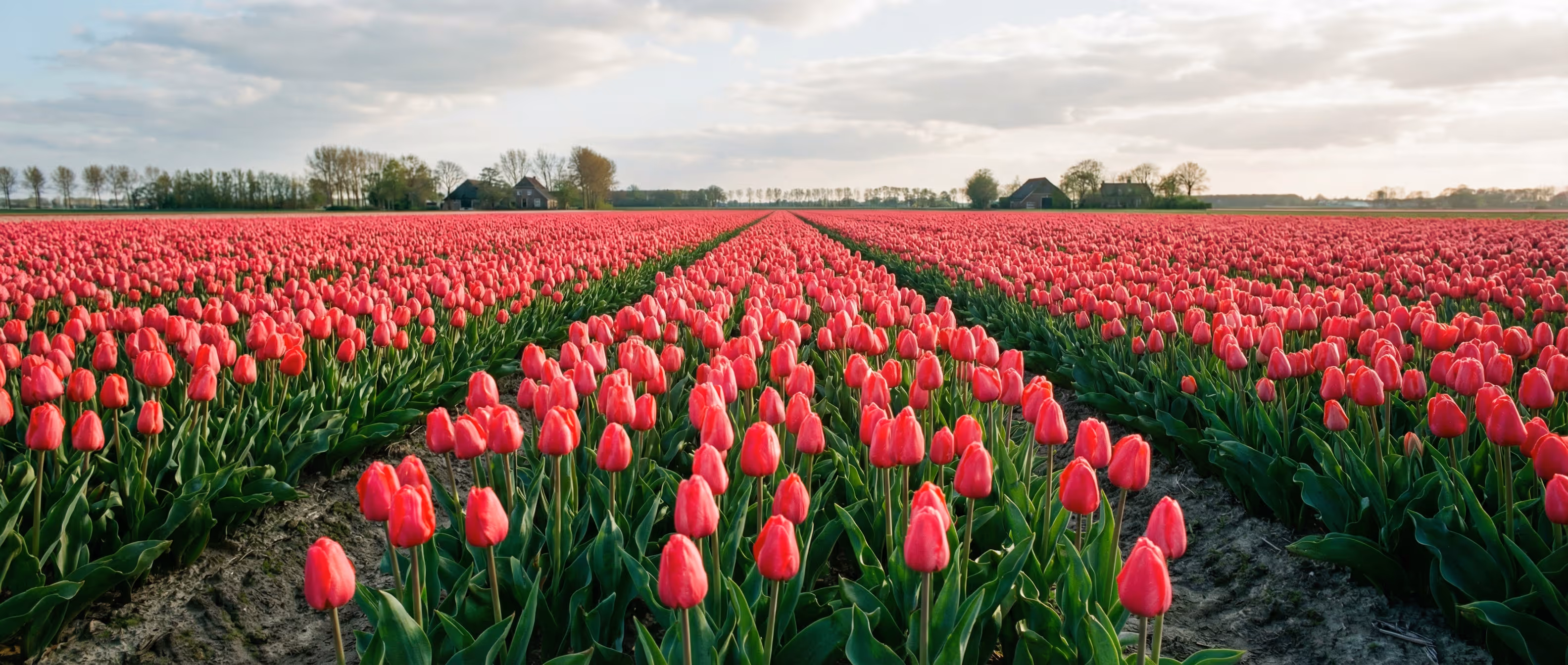 Tulpenfeld