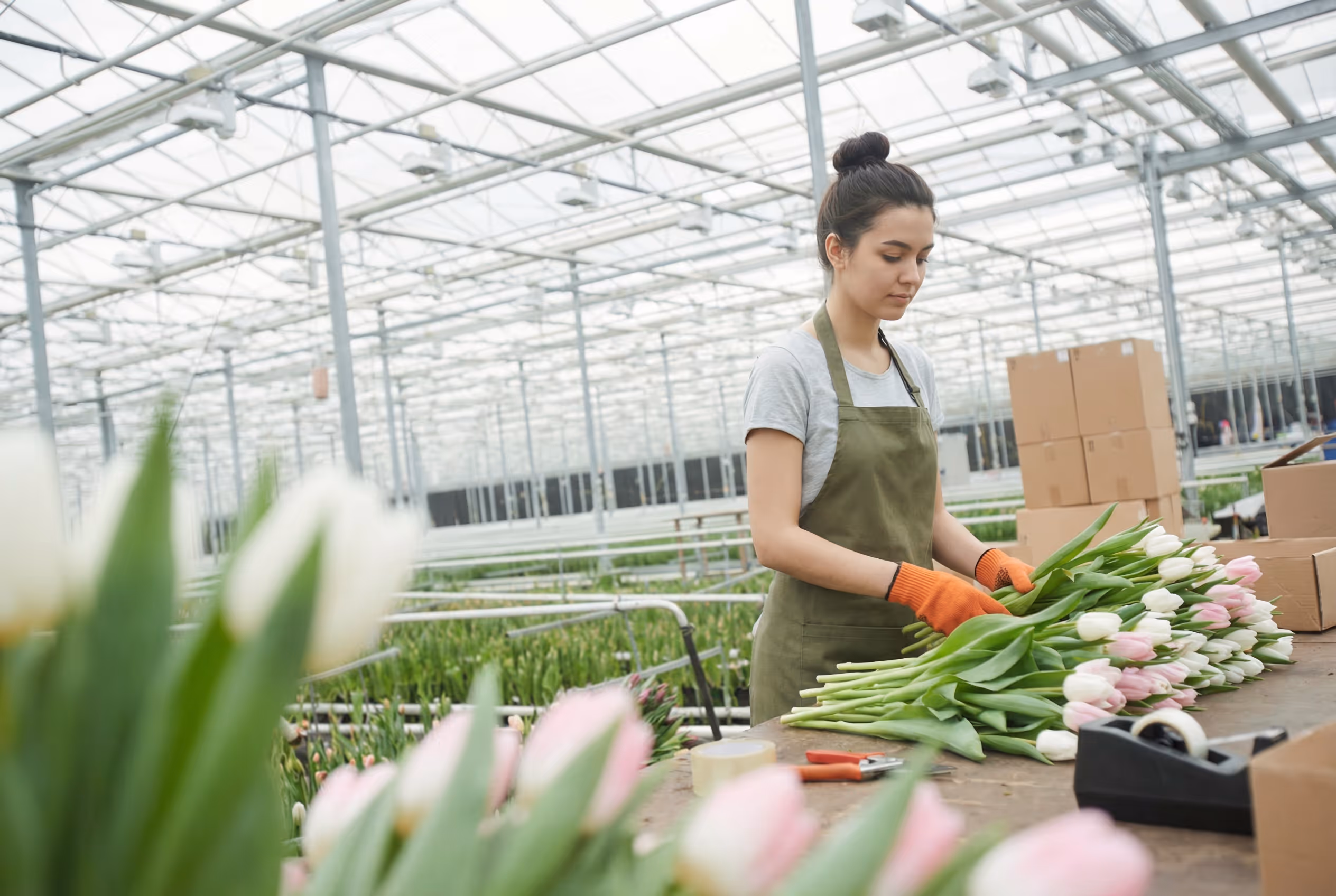 Gärtner pflegt Tulpen in einem Gewächshaus
