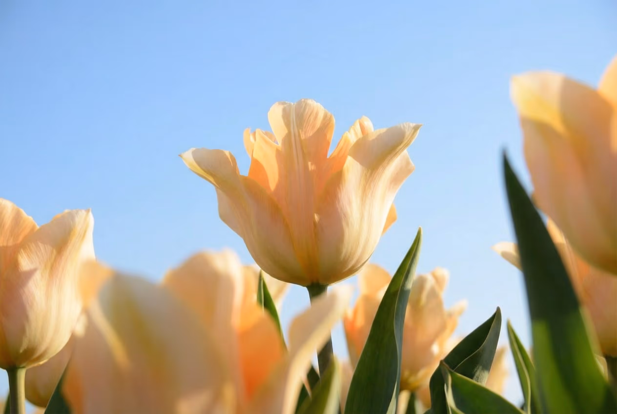 Yellow tulips